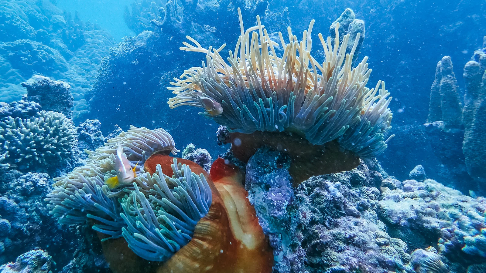 Mnemba Island Tour